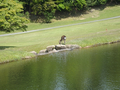 豊田湖鹿