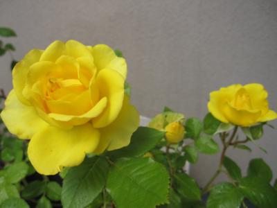 黄色いバラ2
