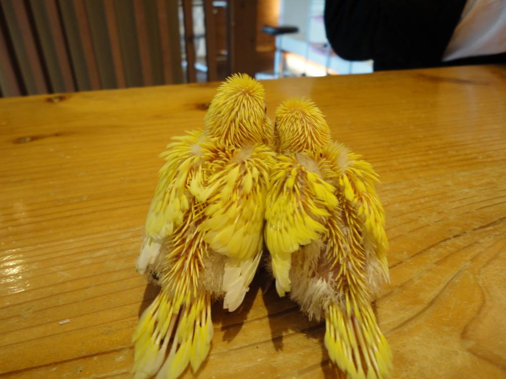 うしろ