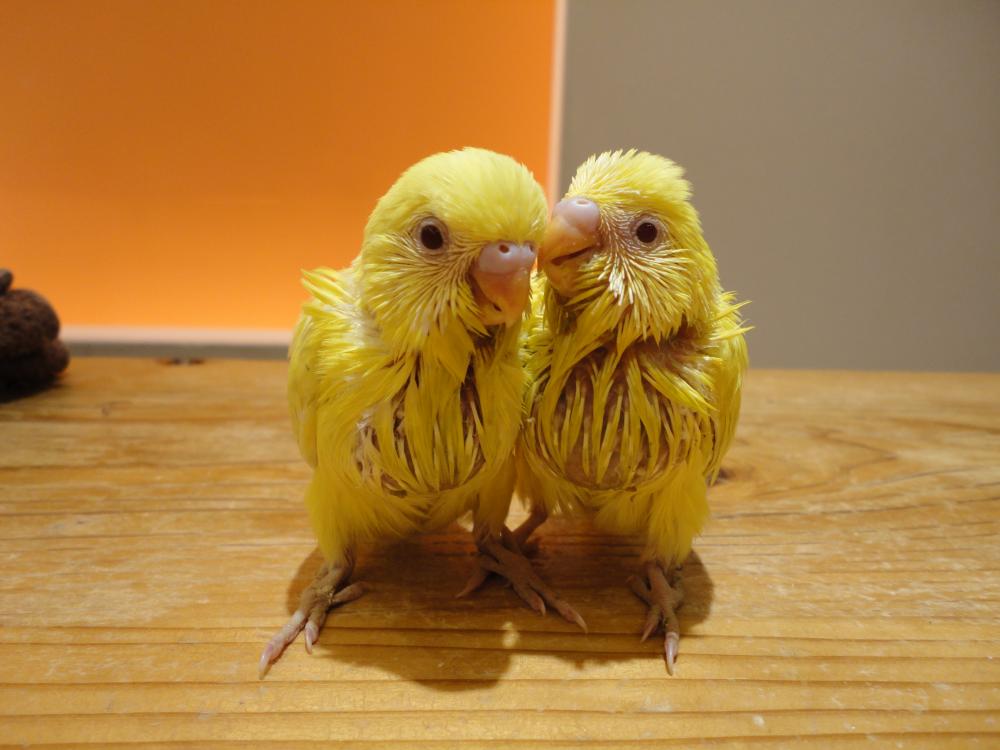 2人