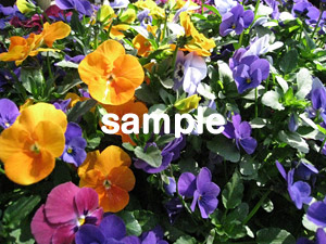 sam03