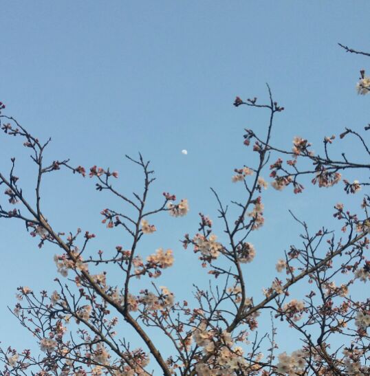 枝桜断崖絶壁月光る