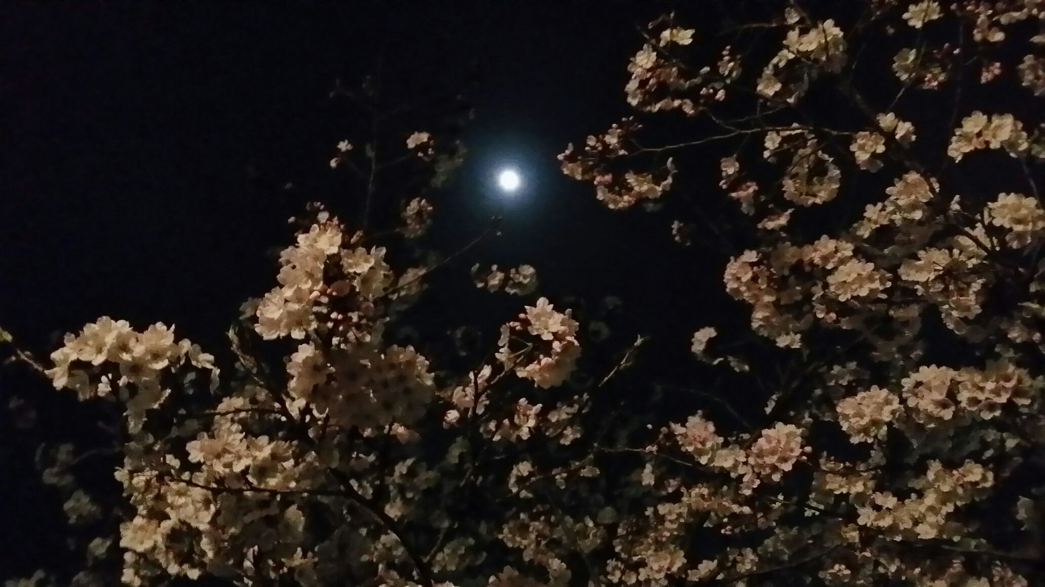 夜桜に