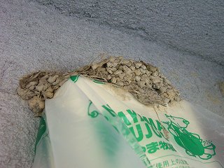 メディコン上のツバメの巣