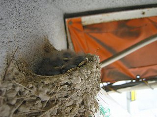 ツバメのヒナ