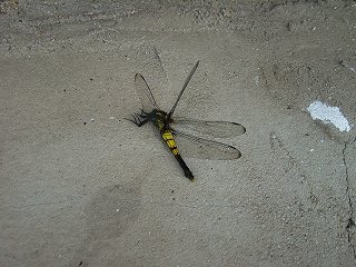 ツバメのエサ