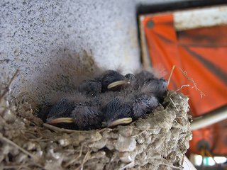 ツバメのヒナ
