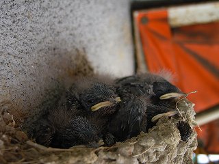 ツバメのヒナ