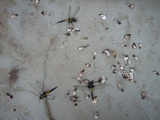 ツバメの巣の下
