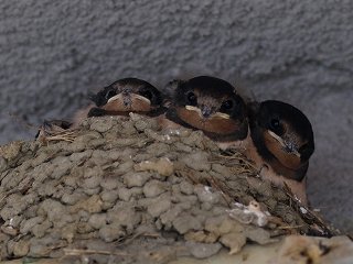 ツバメのヒナ