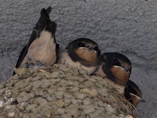 ツバメのヒナ