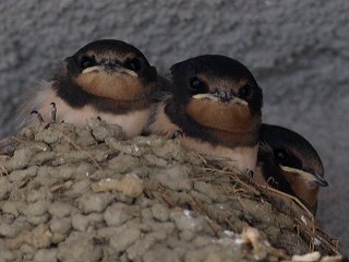 ツバメのヒナ