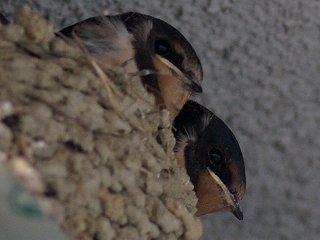 ツバメのヒナ