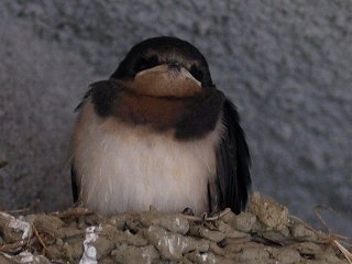ツバメのヒナ