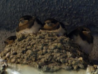 ツバメのヒナ