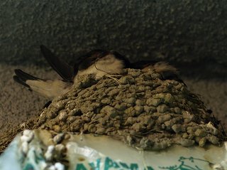 ツバメ　オヤスミ中・・・