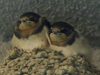 ツバメのヒナ