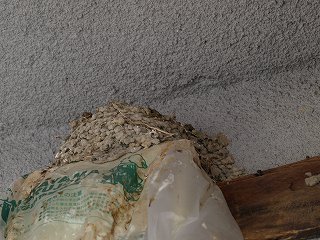 ツバメの巣（リフォーム中）