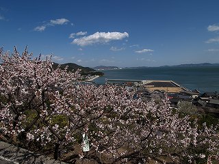 2010杏まつり02