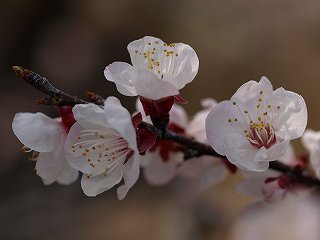 2010杏まつり03
