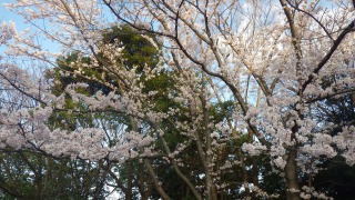 お花見その３