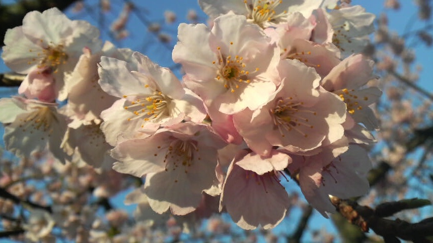 梅の花満開