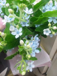 ﾌﾞﾙｰｽﾀｰ 季節のお花紹介 スタッフブログ 石巻で季節の鉢花 切花があつまる花屋さん グリーンテラス花壇