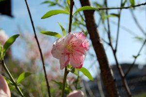 桃の花２