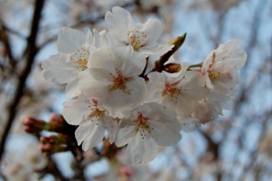 近所の桜4
