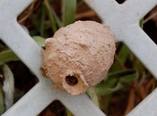 土バチの巣