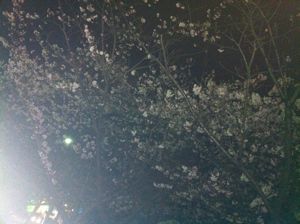 夜桜＠福岡