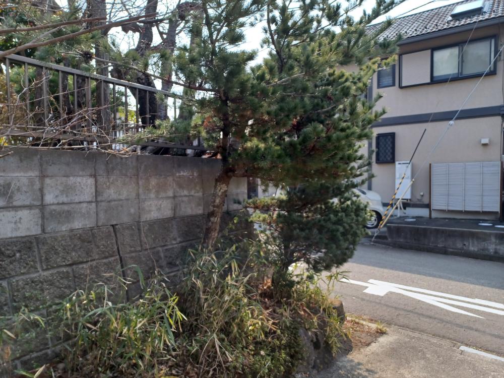 伐採1