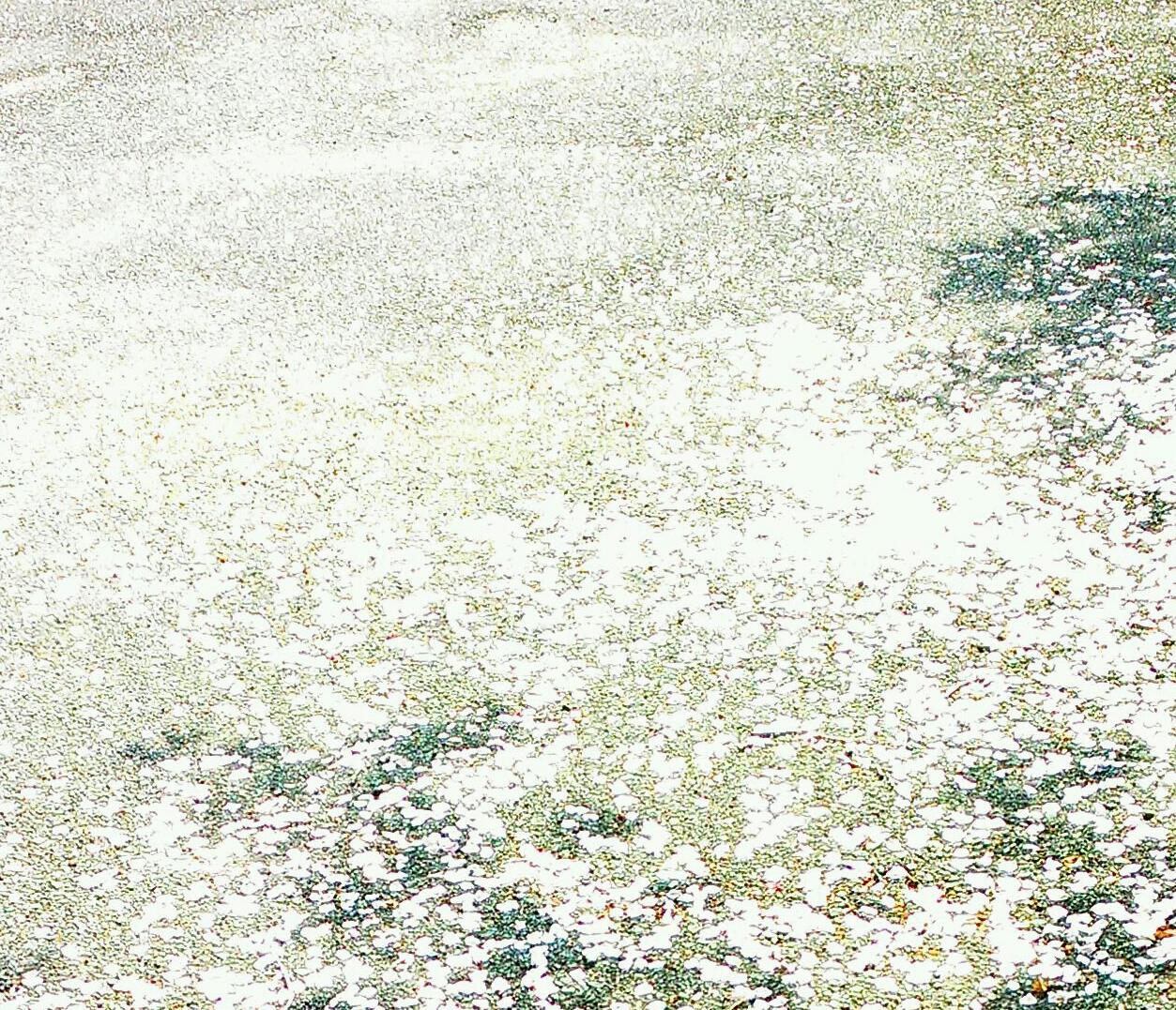 わが庭も  桜絨毯 