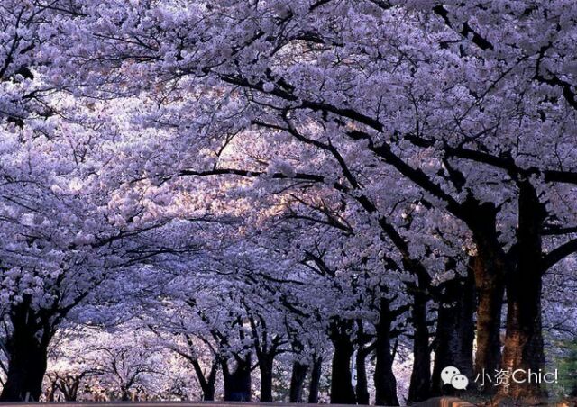 中山公園の桜