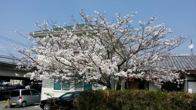 今年も咲きました母桜