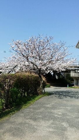 さくらはをもしろき物