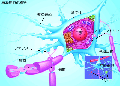ニューロン