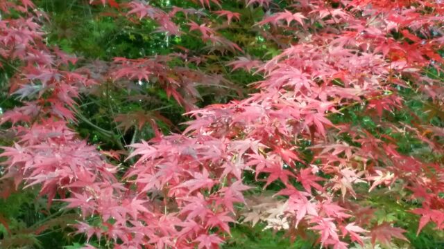 赤く染まる紅葉