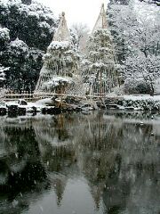 松の雪吊り