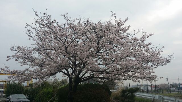 桜満開