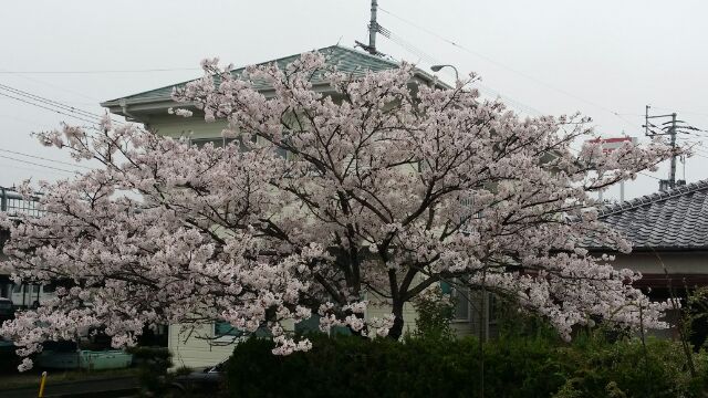 我が家の桜は本当に美