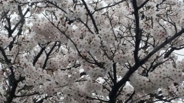 桜花に誓う