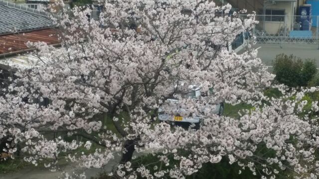 我が家の母桜も満開！