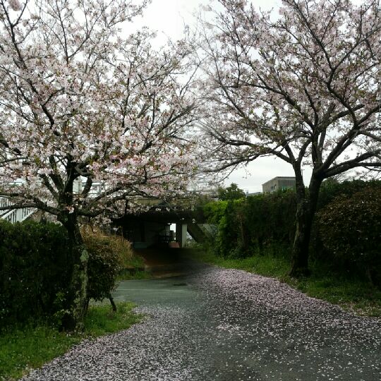 我が家の散る桜
