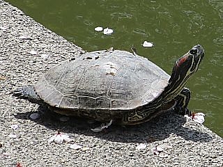 甲羅に似た穴の中