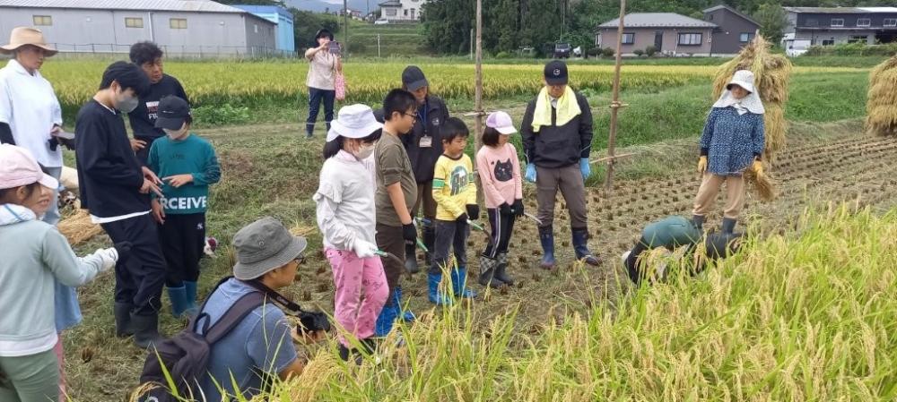 稲刈り１