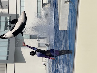 シャチ
