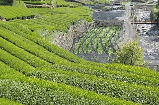 わさび田と茶畑